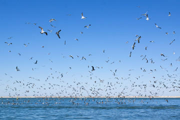 A large number of seagulls flying over the sea surface.