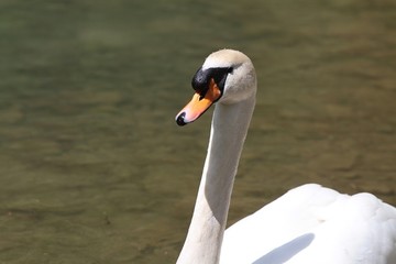 Swan