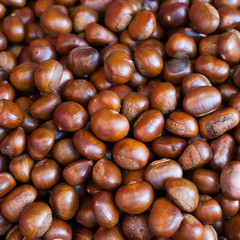 Chestnut close up shoot,background