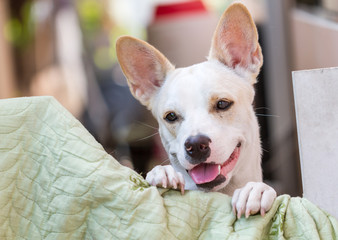 White Thai dog