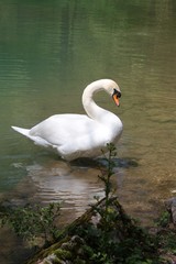 Swan