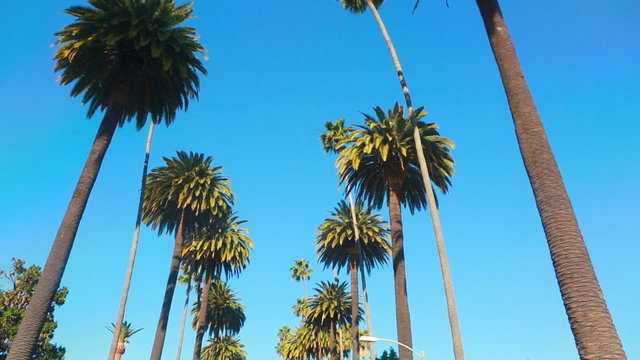 Palm Tree Drive