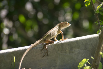 Chameleon in garden