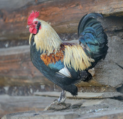 rooster or chickens on traditional free range poultry farm