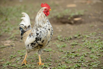 rooster or chickens on traditional free range poultry farm