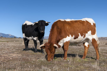Fototapeta na wymiar Cows grazing in the field