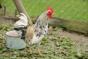 rooster or chickens on traditional free range poultry farm