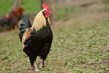 rooster or chickens on traditional free range poultry farm