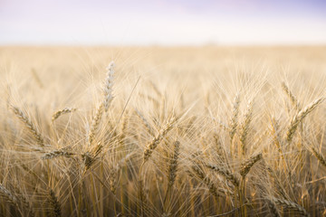 Naklejka premium Wheat field on a Sunny day.