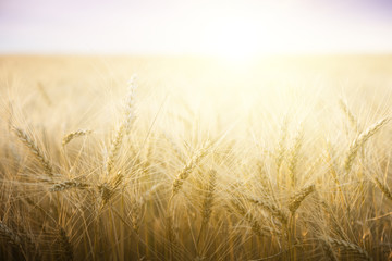 Naklejka premium Wheat field on a Sunny day.
