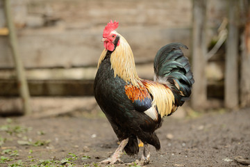 rooster or chickens on traditional free range poultry farm
