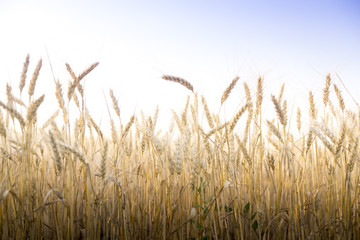 Wheat field on a Sunny day.