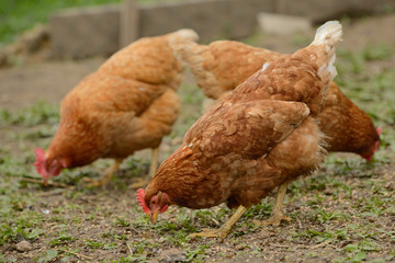 Chickens on traditional free range poultry farm