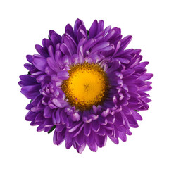 Purple aster