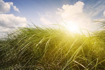 Sunset green meadow. Blue sky with clouds. © Igor Chaikovskiy