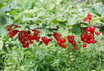 Branch of red currant