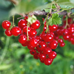 Bunch of red currant