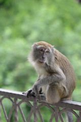 Looking back monkey