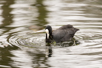 coot in the pond