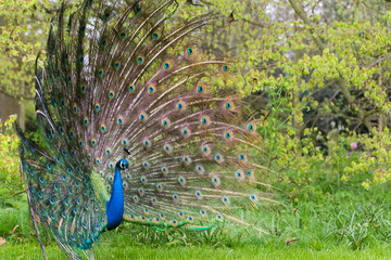 Obraz premium the elegance of the peacock
