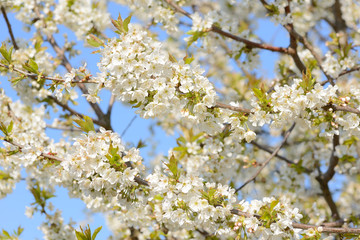 Branch of a blossoming tree with beautiful white flowers