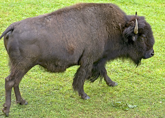 Bison