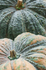 image of Pumpkin harvested, background