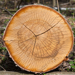 dry logs of birch tree - 64243045