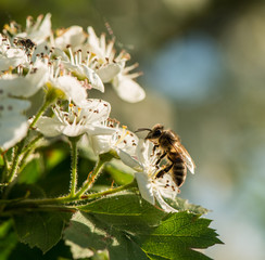 bee and flowers