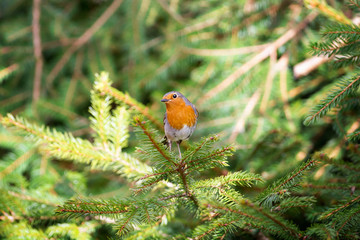 Red Robin perched on a pine twig