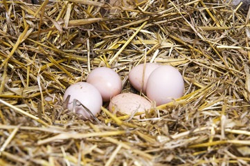 Naklejka na ściany i meble Real the hen roost with eggs.
