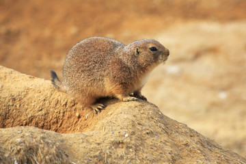 Spermophilus