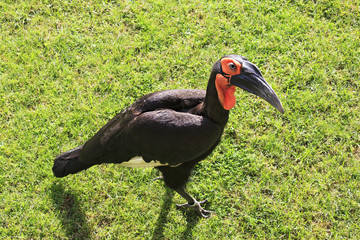 Southern Ground Hornbill (Bucorvus leadbeateri).