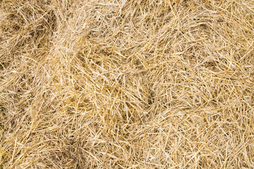 Texture hay closeup in color.