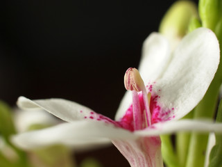 Close up of flower's pollen