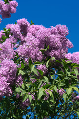 Lilac. Syringa vulgaris.