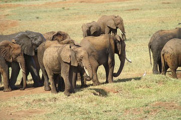 Fototapeta premium Afrika, Zoologie