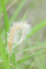 Cogon grass in the wild.