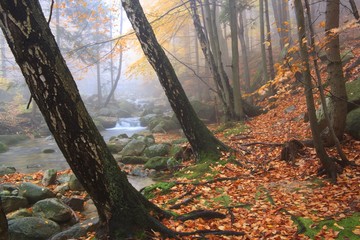 Autumn stream in the forest in misty day