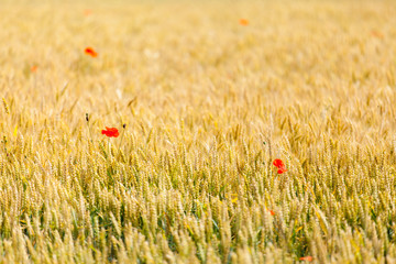 coquelicot dans un champs de blé