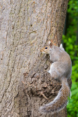 squirrel in the park