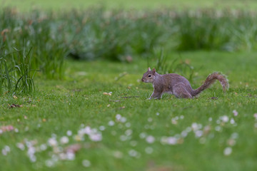 squirrel in the park