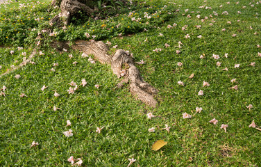 pink flower falling on grass