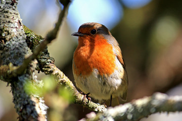 Robin