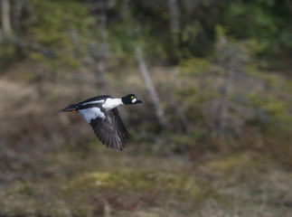 common goldeneye
