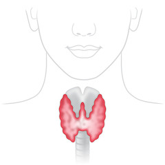 Zeichnung einer Schilddr&uuml;se im K&ouml;rperkontext &ndash; Vektor