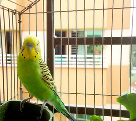 Cute budgerigar sitting inside a cage © shawlin