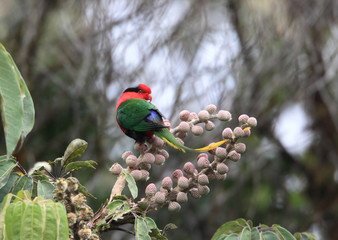 Papuan Lorikeet (Charmosyna papou) in Papua New Guinea