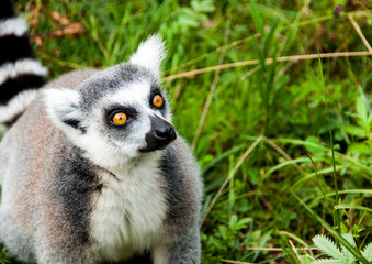 Lemur catta