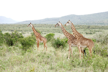 A herd of beautiful Giraffes in Savannah grassland and bushes